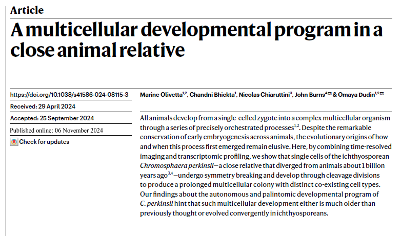 Omaya Dudin🍉¦ 🦠¦🔬¦ (@dudin_o) on Twitter photo Our latest #Ichthyosporean #EvoDevo story, led by M. Olivetta <a href="/ChandniBhickta/">Chandni Bhickta</a> <a href="/NChiaruttini/">nicolas chiaruttini</a> & in co. with
@burnsajohn is finally out <a href="/Nature/">nature</a> .
Link⏩: nature.com/articles/s4158…
Preprint⏩: biorxiv.org/content/10.110…
1/5) Our latest #Ichthyosporean #EvoDevo story, led by M. Olivetta <a href="/ChandniBhickta/">Chandni Bhickta</a> <a href="/NChiaruttini/">nicolas chiaruttini</a> & in co. with
@burnsajohn is finally out <a href="/Nature/">nature</a> .
Link⏩: nature.com/articles/s4158…
Preprint⏩: biorxiv.org/content/10.110…
1/5)