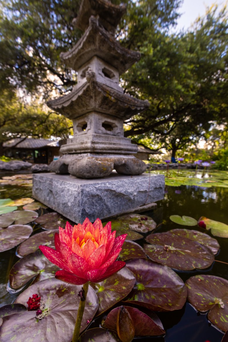 BOTANICAL RINKSページ B016 Oval Botanical — Linkasink