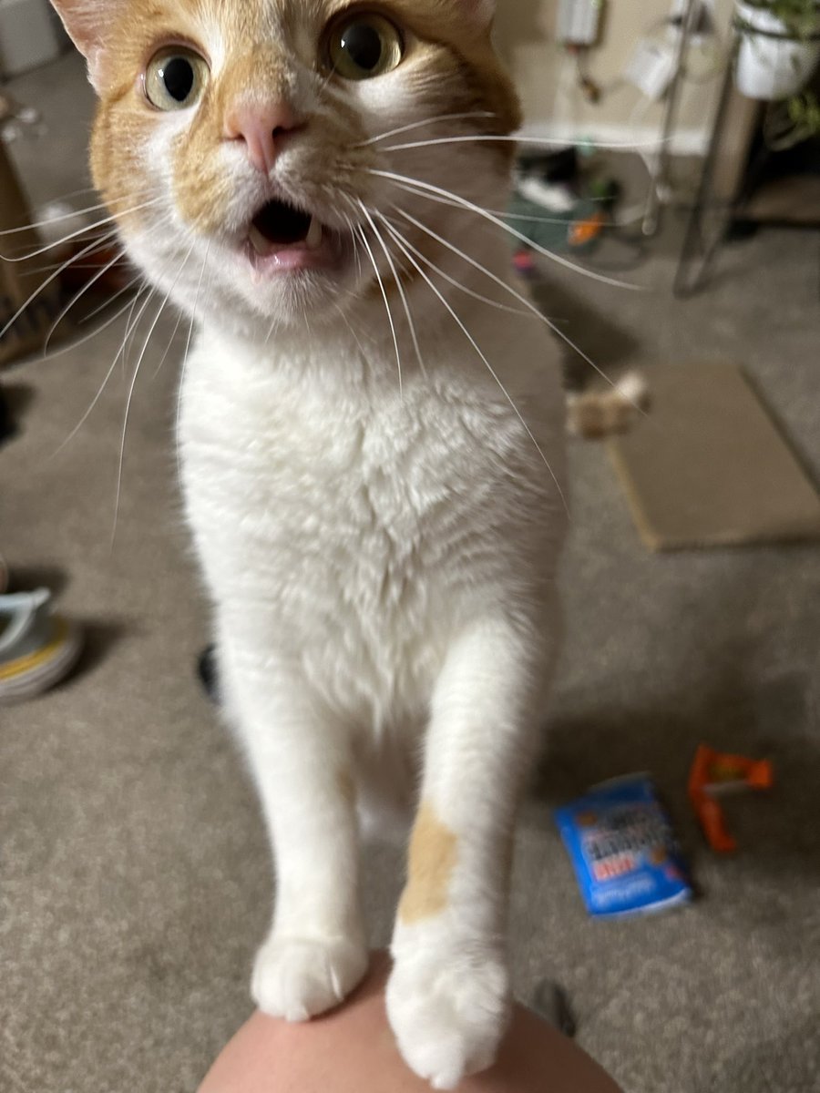 oranglilboi1's tweet photo. Some of my fave pumpkin pictures to cleanse your timeline (feat baby pumpkin pic from his foster mom) https://t.co/MUxTKWPWyU