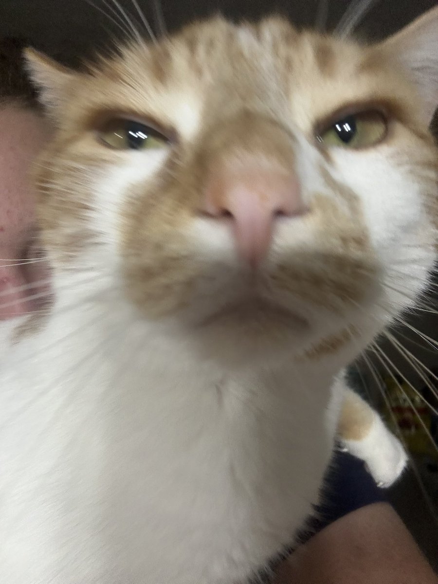 oranglilboi1's tweet photo. Some of my fave pumpkin pictures to cleanse your timeline (feat baby pumpkin pic from his foster mom) https://t.co/MUxTKWPWyU