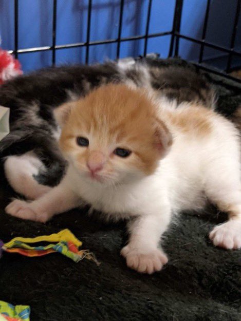 oranglilboi1's tweet photo. Some of my fave pumpkin pictures to cleanse your timeline (feat baby pumpkin pic from his foster mom) https://t.co/MUxTKWPWyU