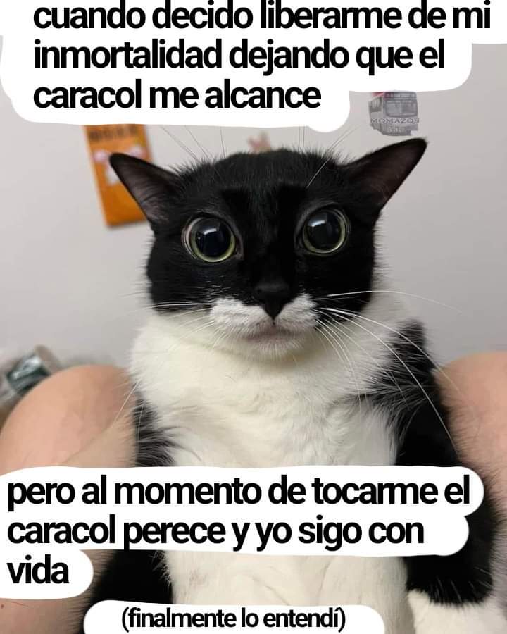Shitpost Aleatorio (@shitpostrandom) on Twitter photo 