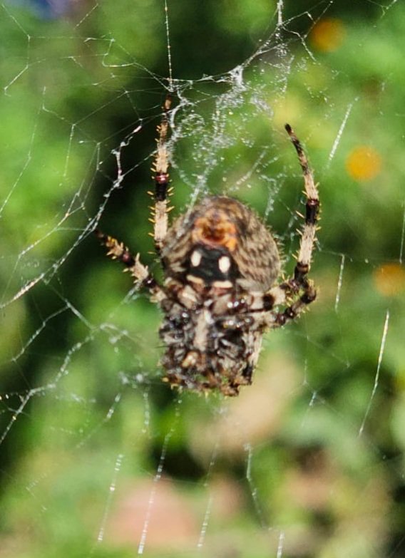 lopezantonio68's tweet photo. Hola, @Arachno_Cosas , esta habitante del jardín donde trabajo ha hecho una telaraña enorme. Por favor, puedes comentar sobre algún cuidado que debamos tener? https://t.co/yGIW8qYhAZ