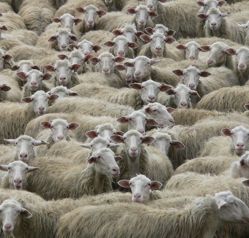 Mechanically Processed Sardinian Wool Promotes C-C Bond Synthesis Under Solvent-Free Conditions

Just accepted ... and this is only  the beginning ... wool and mechanochemistry 
We value waste by redesigning new scenarios, blue economy. A step forward!