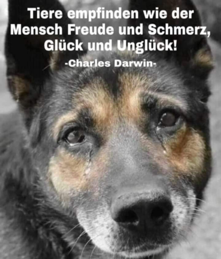 WIE WAHR!!!
Behandelt Tiere stets wie fühlende Lebewesen, die genauso wie wir Menschen Freude und Schmerz empfinden! Tiere sind keine Lebewesen 2. Klasse!