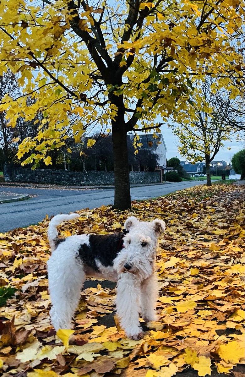 Nature’s Carpet…❤️