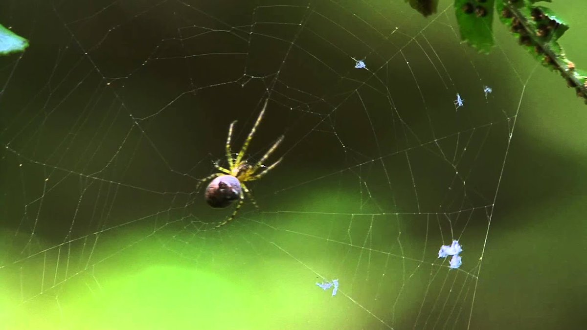 “Damhán alla (“spider” in English) in medieval Irish

radio.moli.ie/r/damhan-alla-…

From the lovely <a href="/MoLI_Museum/">MoLI – Museum of Literature Ireland</a> podcast series by <a href="/eDIL_Dictionary/">eDIL</a> colleagues 

🛖📷 Image by Colin Fletcher at youtu.be/XFQ6traRdPQ