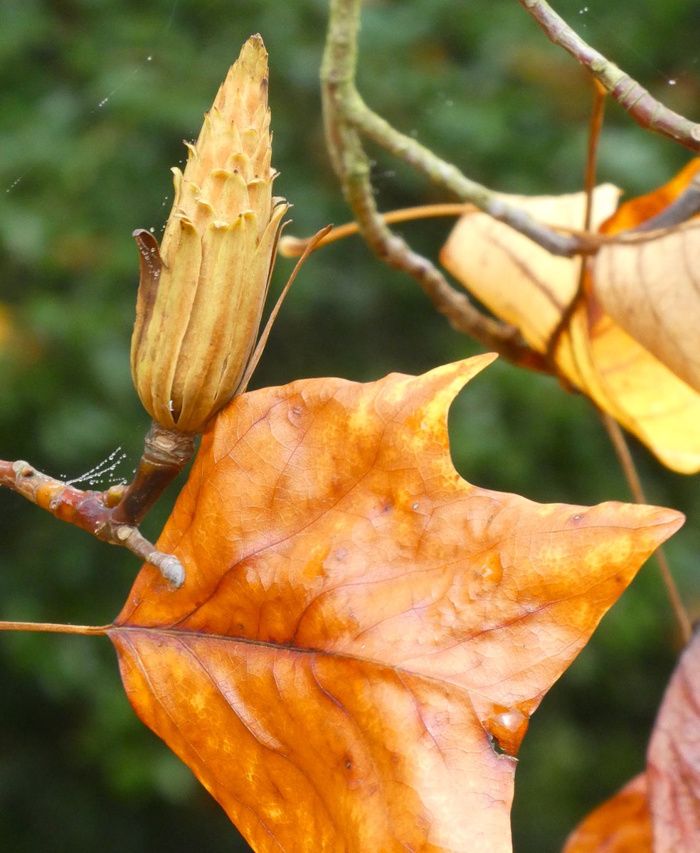 Tulip trees in golden leaf 🍂🌼🍂
I love the sculptural remains of the tulip-shaped blooms after which the tree is named. 
It also has a rather lovely botanical name: Liriodendron tulipifera meaning 'lilytree bringing forth tulips'🌼