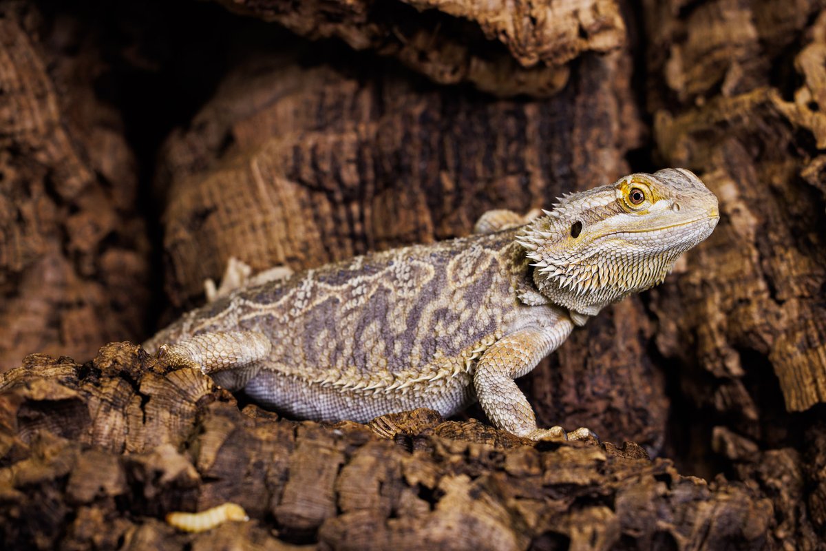 MpiBrain's tweet image. Surprising connection uncovered! 🧠
New research on the Australian dragon 🦎 reveals unexpected similarities between the neural networks that control motor rhythms and those managing #sleep.
Insights like these help unravel the mysteries of sleep across species. #SleepScience…
