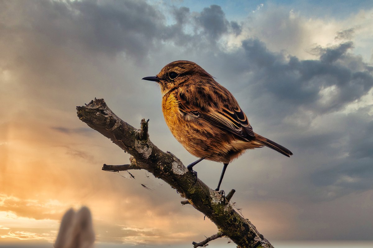 Peter Baughan tweet media