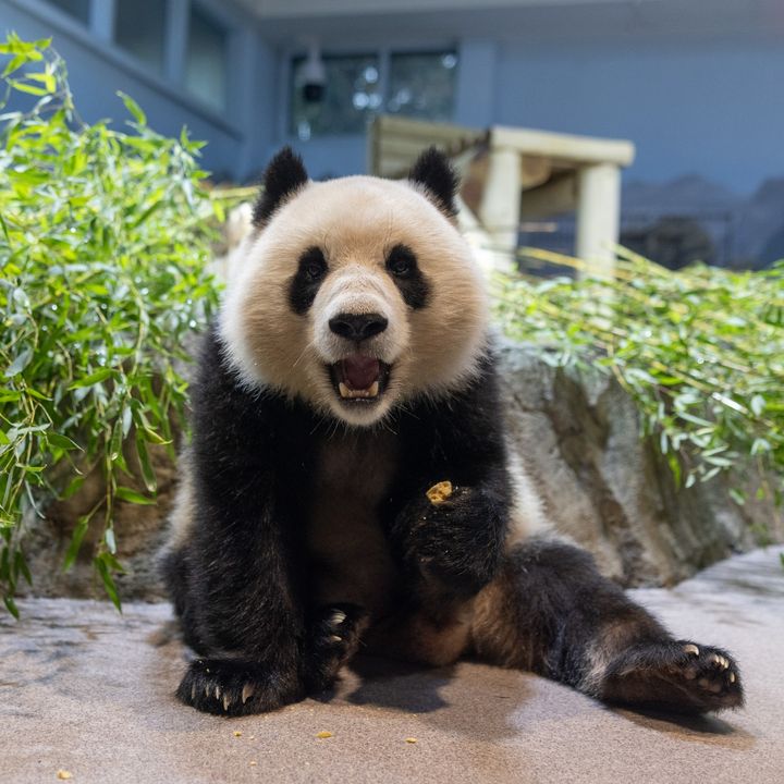 NationalZoo's tweet image. 🐼💕 We can always count on our giant pandas, Bao Li and Qing Bao, for a smile. As they settle into their new home, keeper Mariel Lally gives us a sneak peek at the animals’ activities while they eat, play, sleep and explore. STORY: s.si.edu/3AsRa9o. #DCPandas