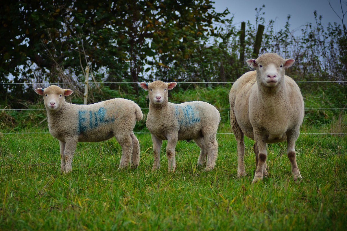 Most flocks involved in the project are busy weighing and condition scoring their ewes before tupping. 
Some of our Centurion partners lambed their Dorset ewes in September and are measuring lamb growth at grass which are critical to build a holistic picture of carbon footprint.