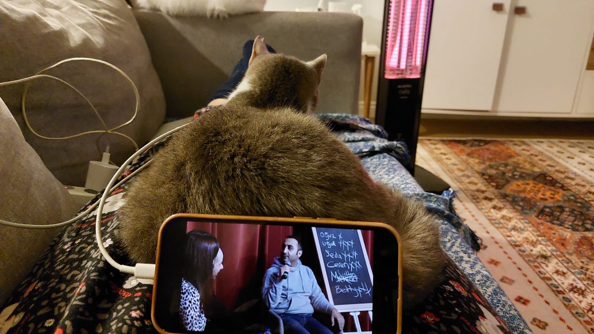 Kedilerin alternatif kullanımı part1