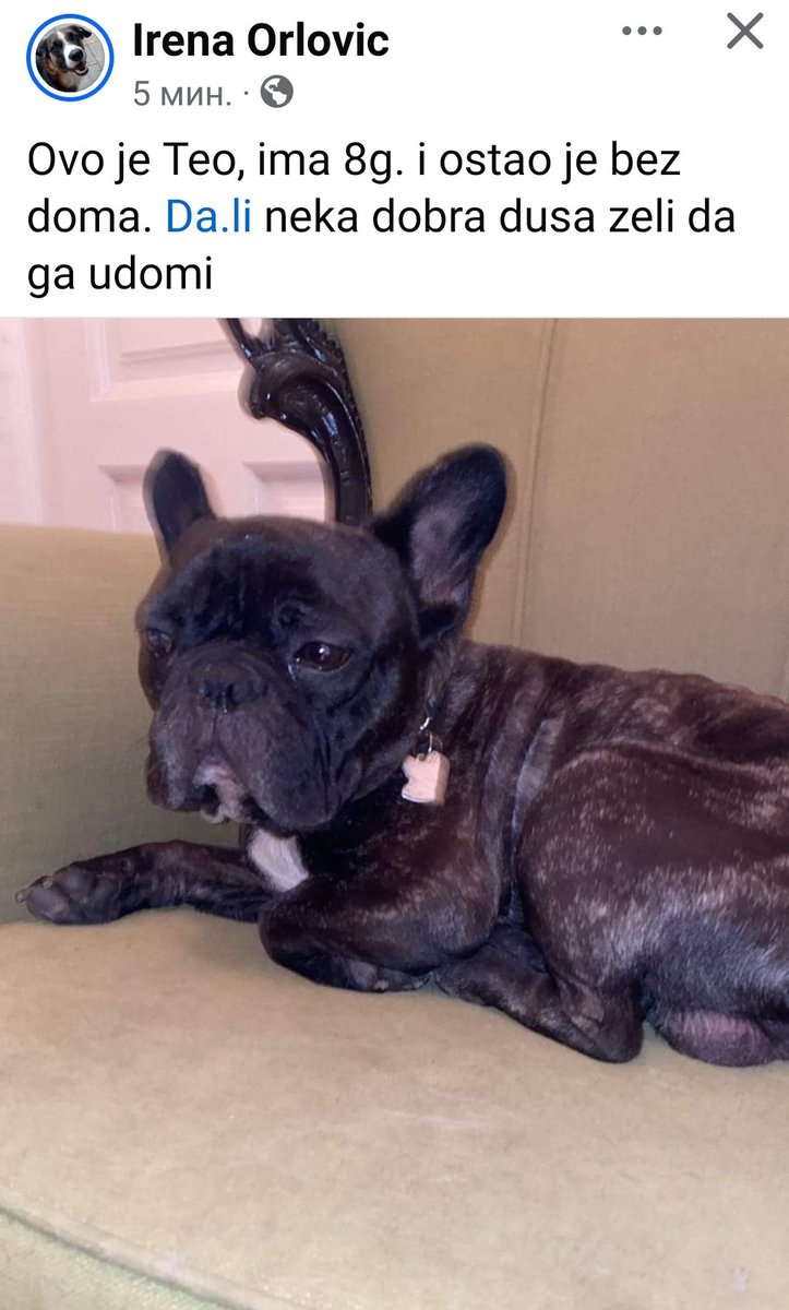 Kad sa 8 godina ostaneš bez doma, kao Teo...
Neko da ga usvoji? 💙❣🍀Kontakt na FB-u Irena Orlovic