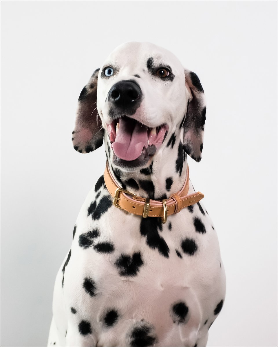 Our premium natural leather collars have been designed with comfort in mind, with padded PU lining preventing chafing on your dog's neck, our blush colourway features gold brushed metal hardware. 

#ezydog #dog #dogs #collar #dogcollar #dalmatian #smiles #studio #studioshot #pink