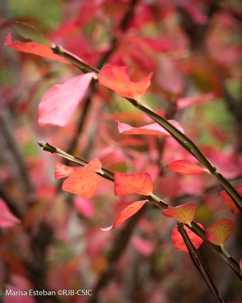 Los frutos del bambú sagrado (Nandina domestica) y las hojas del bonetero (Euonymus alatus) también visten de carmesí.
#OtoñoRJB