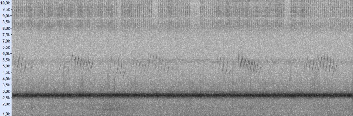 #WildlifeWednesday
Pour la seconde année consécutive, la SEPANSO Aquitaine, notre gestionnaire, met en place un suivi acoustique nocturne de la migration des oiseaux au Cap Ferret !
L'analyse est réalisée en décalé et voici le bilan du mois d'août 👉 bit.ly/4fAwr29