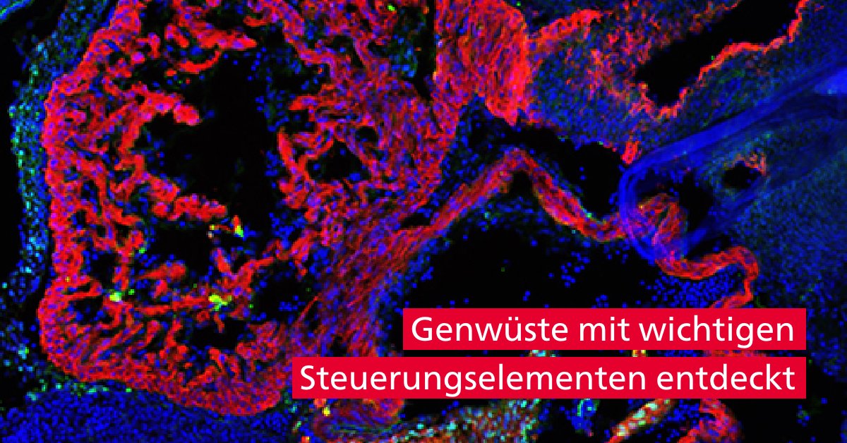 Universität Bern (@unibern) on Twitter photo 🧬 Forschende des <a href="/DBMR_UniBe/">BioMedical Research</a>, <a href="/MedFacultyUniBE/">Faculty of Medicine, University of Bern</a> und der <a href="/inselgruppe/">Insel Gruppe</a> haben gemeinsam mit <a href="/UCalgary/">U Calgary</a> und <a href="/BerkeleyLab/">Berkeley Lab</a> in einer "Genwüste" 🏜️ wichtige Steuerungselemente für die Embryonal- und Herzentwicklung identifiziert: sohub.io/z647. 🧬 Forschende des <a href="/DBMR_UniBe/">BioMedical Research</a>, <a href="/MedFacultyUniBE/">Faculty of Medicine, University of Bern</a> und der <a href="/inselgruppe/">Insel Gruppe</a> haben gemeinsam mit <a href="/UCalgary/">U Calgary</a> und <a href="/BerkeleyLab/">Berkeley Lab</a> in einer "Genwüste" 🏜️ wichtige Steuerungselemente für die Embryonal- und Herzentwicklung identifiziert: sohub.io/z647.