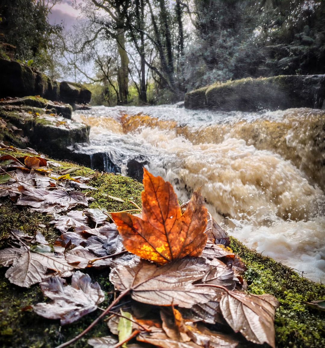 Leaves are falling, Autumn in Limerick is calling 🍂🧡🧡 

📸 @frankcosgrove 

#Limerick #LimerickEdgeEmbrace #AutumnInLimerick