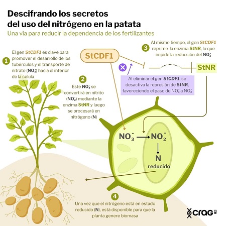 .<a href="/cragenomica/">CRAG</a> Unlocking the secrets of nitrogen use in potatoes: A path to reduce  fertilizer dependence  biotech-spain.com/en/articles/un…