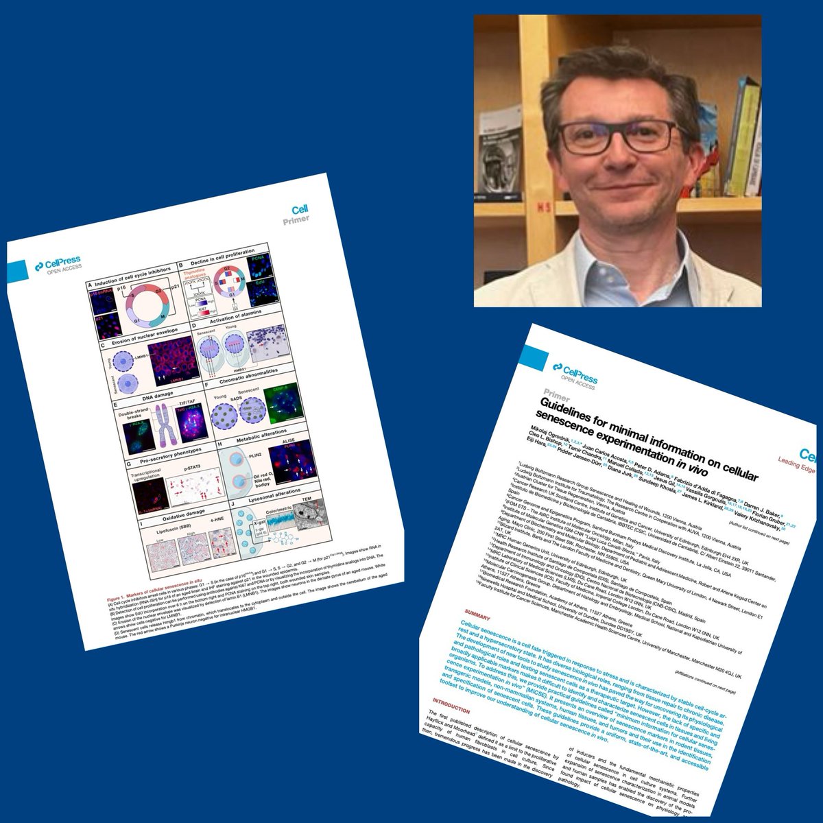 IFOM (@ifomresearch) on Twitter photo Proud to have contributed to the groundbreaking MICSE Guidelines on cellular senescence in Cell! 🌟 Senescence is key in cancer & age-related diseases; targeting it has immense potential. Kudos to <a href="/FdAdF66/">Fabrizio d'Adda di Fagagna</a> and all involved! #CancerResearch #Senescence Proud to have contributed to the groundbreaking MICSE Guidelines on cellular senescence in Cell! 🌟 Senescence is key in cancer & age-related diseases; targeting it has immense potential. Kudos to <a href="/FdAdF66/">Fabrizio d'Adda di Fagagna</a> and all involved! #CancerResearch #Senescence