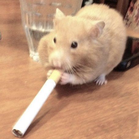 smoking hammy..... call that a smoked ham!