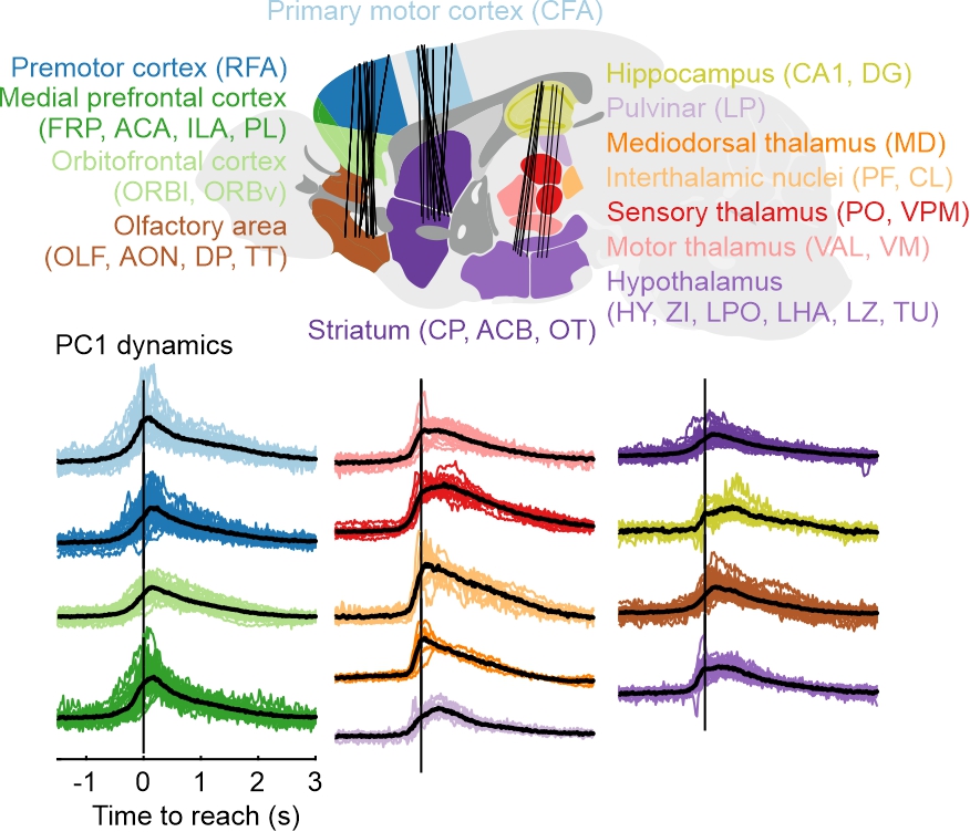 📢 NEW UNIT PREPRINT by Peng et al from Sharott group on brain-wide population activity during reaching integrates action-mediated goal expectation

biorxiv.org/content/10.110…

<a href="/NDCNOxford/">Nuffield Department of Clinical Neurosciences</a> <a href="/UniofOxford/">University of Oxford</a>
