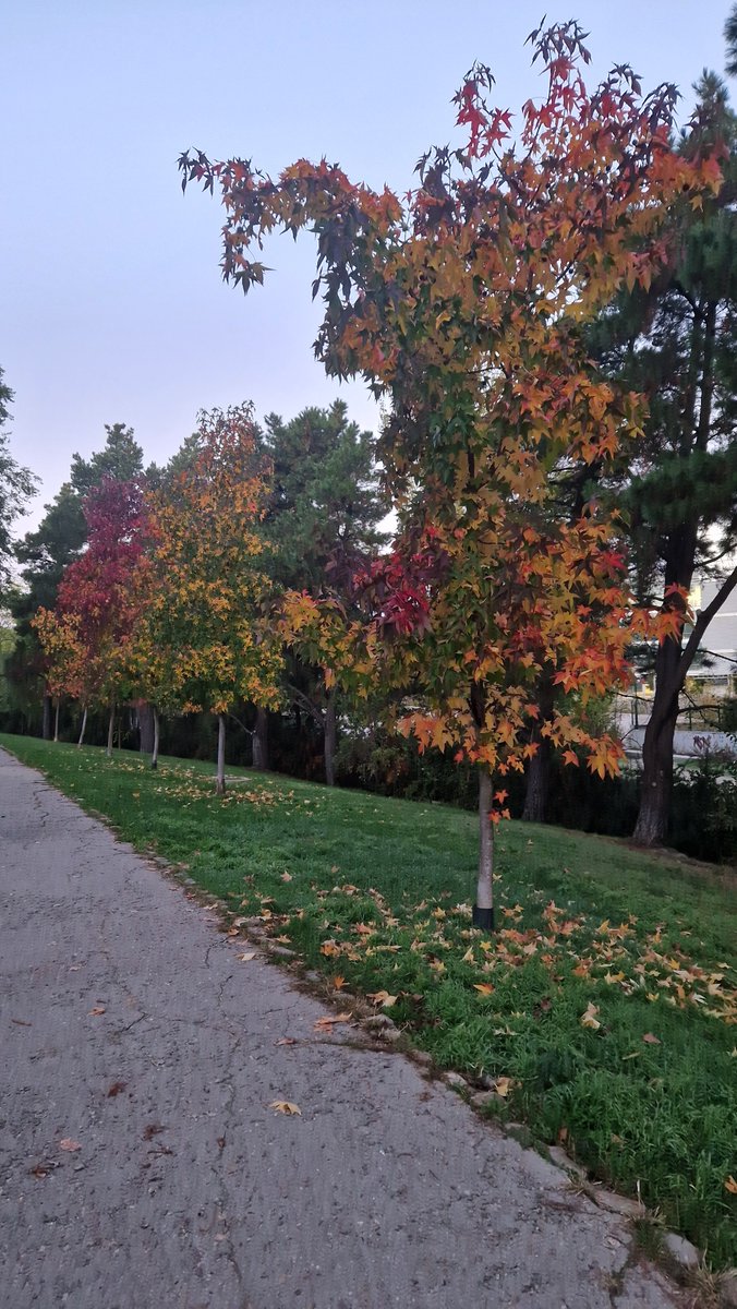EntSotoMoraleja's tweet photo. El cambio de estación nos regala una paleta de colores únicos que transforman nuestros paisajes urbanos. Desde los tonos dorados y rojizos de las hojas hasta la serenidad de los cielos grises, cada rincón de El Soto nos invita a disfrutar de la naturaleza que nos rodea. 🌳🍂 https://t.co/oJsQuHfNsU