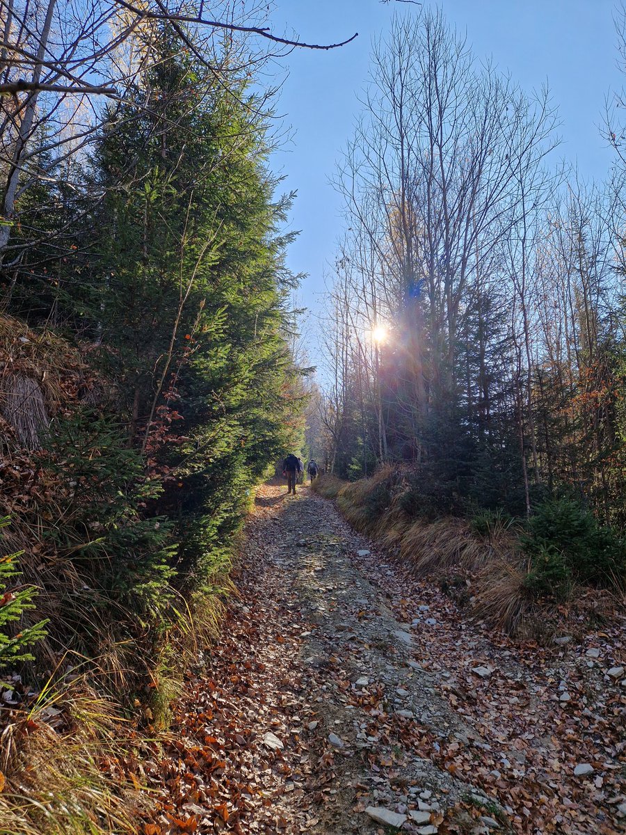 Chris Hillidge (@chrishillidge) on Twitter photo Evidence of bear activity on the trees as we hike to our camp in the Carpathian mountains.
The <a href="/TCATchallenge/">The Challenge Academy Trust</a> #STEM students have an incredible opportunity to work with <a href="/FCC_Carpathia/">Foundation Conservation Carpathia (FCC)</a> to track wild bison, bears and wolves in summer 2025. <a href="/flooglebinderUK/">FLOOGLEBINDER: travel that makes a difference</a> Evidence of bear activity on the trees as we hike to our camp in the Carpathian mountains.
The <a href="/TCATchallenge/">The Challenge Academy Trust</a> #STEM students have an incredible opportunity to work with <a href="/FCC_Carpathia/">Foundation Conservation Carpathia (FCC)</a> to track wild bison, bears and wolves in summer 2025. <a href="/flooglebinderUK/">FLOOGLEBINDER: travel that makes a difference</a>
