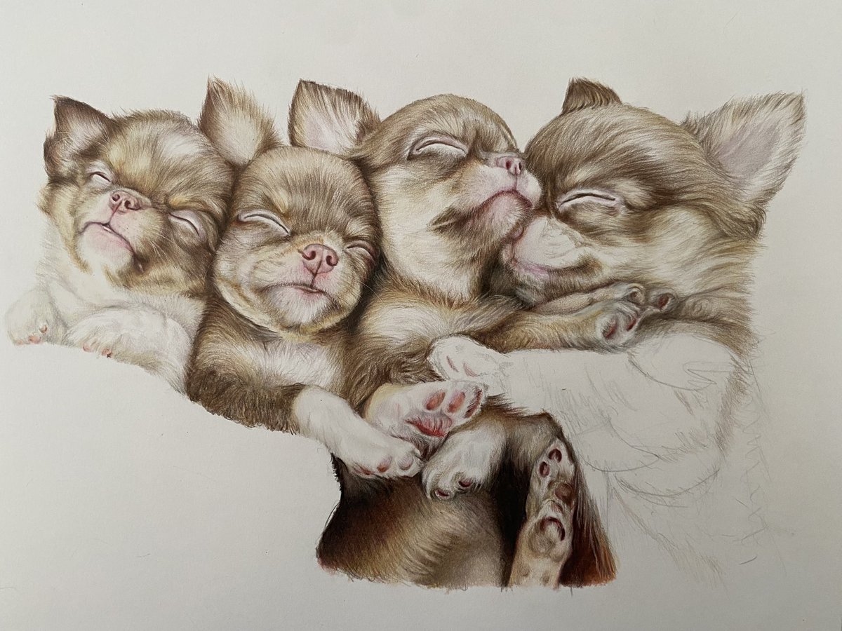 SumionSumion3's tweet photo. 休み終わったぁ〜
描きかけの続き
#色鉛筆 #色鉛筆画 #色鉛筆イラスト #犬
 #ダーウェントクロマフロー https://t.co/2n7wsGTEYN