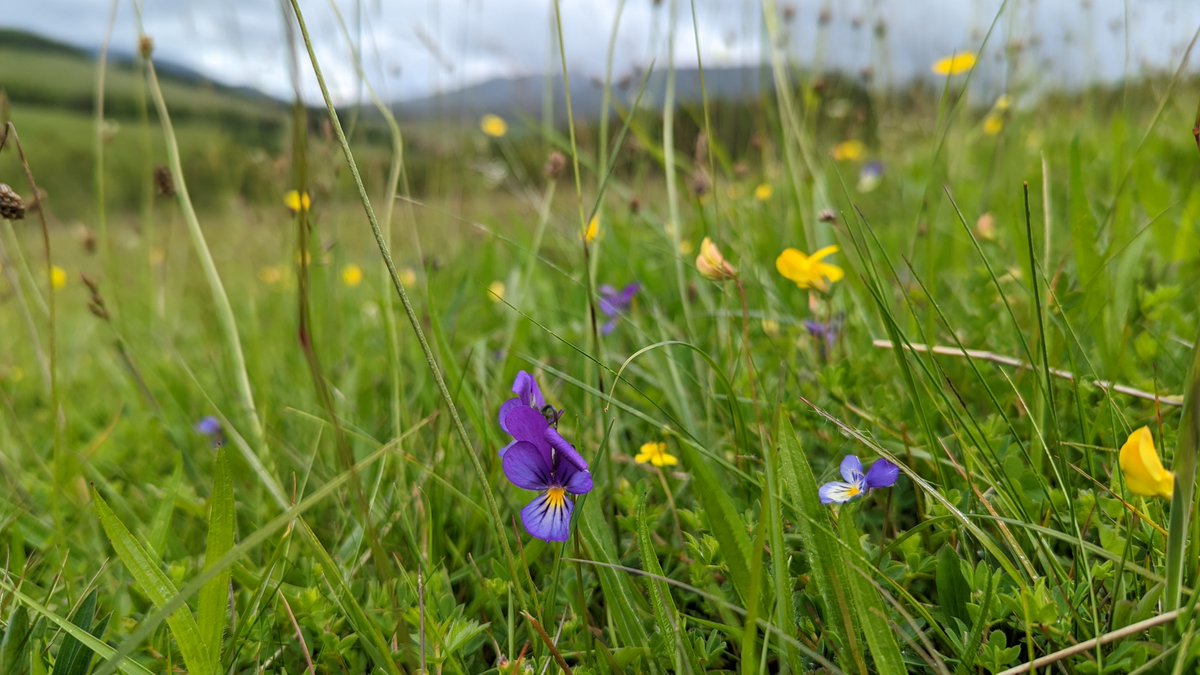 Plantlife Scotland (@plantlifescot) on Twitter photo 'This biodiversity doesn’t exist in a vacuum, it relies on good grazing management'
Wonderful words from <a href="/SusFoodTrust/">Sustainable Food Trust</a> about a family & Scotland's incredible #grasslands🌱
Read the blog
👉shorturl.at/vfwn8
1/2🧵 'This biodiversity doesn’t exist in a vacuum, it relies on good grazing management'
Wonderful words from <a href="/SusFoodTrust/">Sustainable Food Trust</a> about a family & Scotland's incredible #grasslands🌱
Read the blog
👉shorturl.at/vfwn8
1/2🧵