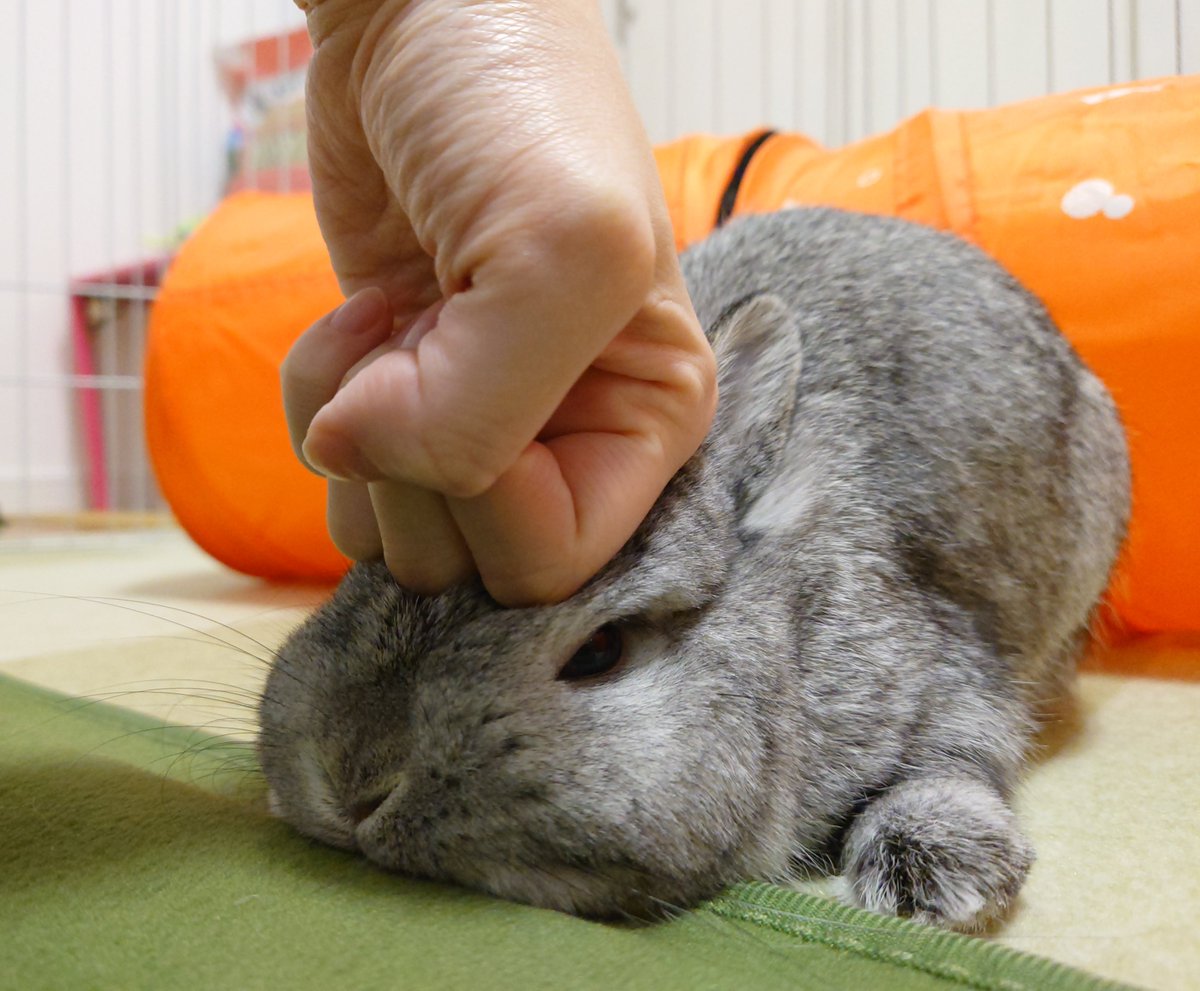 shari_usa's tweet photo. めり https://t.co/DTkwfQKoh9