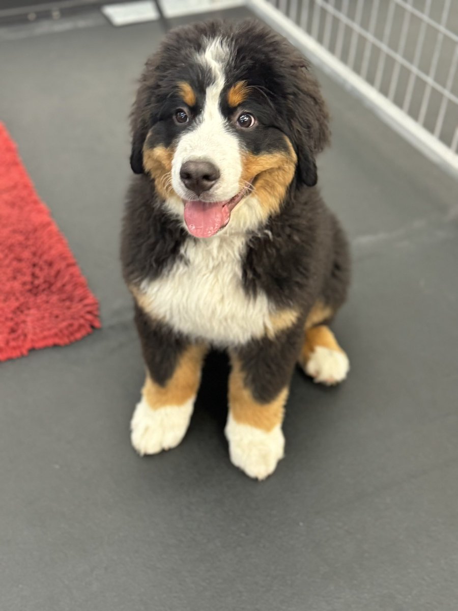 bunsenbernerbmd's tweet image. A break from your doom scrolling