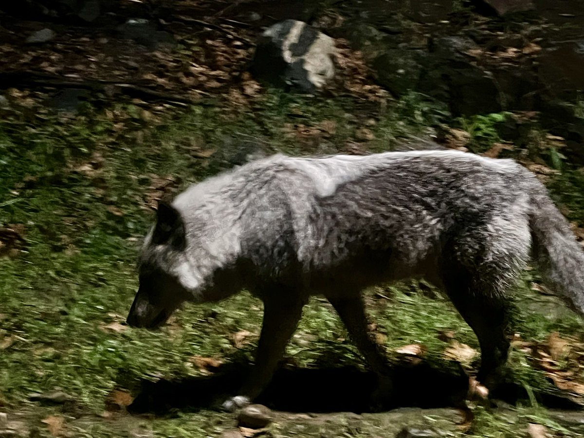 valdes_meylin's tweet image. Buenos días ☀️ familia ! Mientras en usa un nuevo presidente electo 😊 , congratulations @realDonaldTrump ) yo modo naturaleza como siempre, sí vienes a Canadá 🍁 regálate una noche así 😌 #Lobos #parcOmega #Canada #Quebec