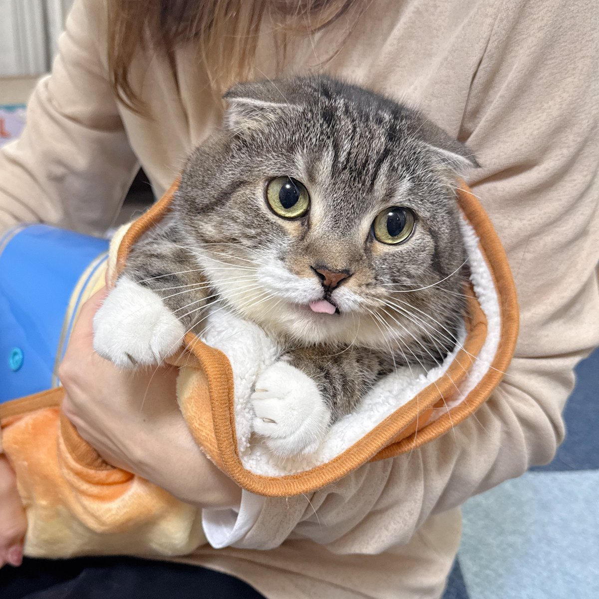 猫を巻くのにも丁度よくて助かる