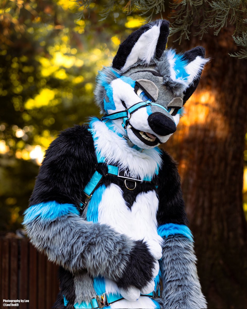 You gonna pet me or what?

📷: <a href="/LouTheK9/">💚Lou🤎 🔜 AWO, Megaplex</a>