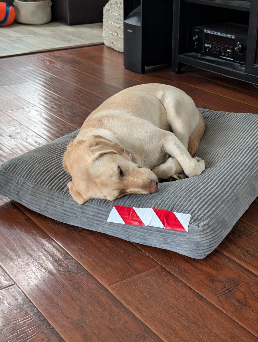 Asher, Mellie and Mom 🌻🐶😼 tweet media