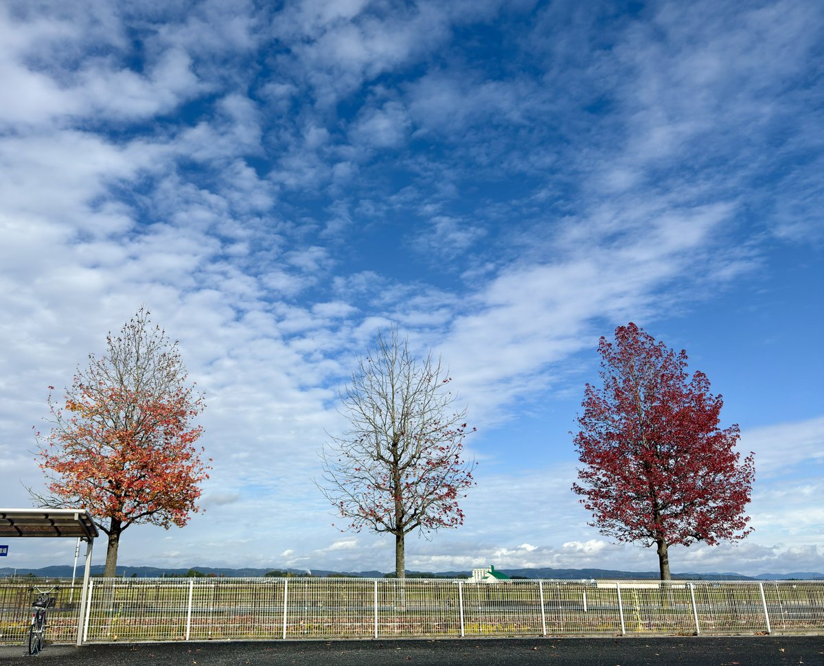 秋ですな🤩🍁🍂