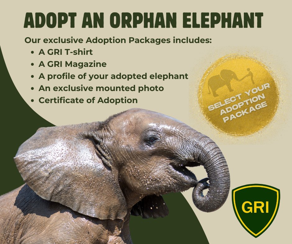 Adopt an orphan elephant for Thanksgiving and help us provide them with the necessary supplements and medical care they need on their journey back to the wild, where they belong.

𝗔𝗱𝗼𝗽𝘁 𝗡𝗼𝘄! gamerangersinternational.org/adoptions

#WeAreAllRangers #elephants #elephantrescue