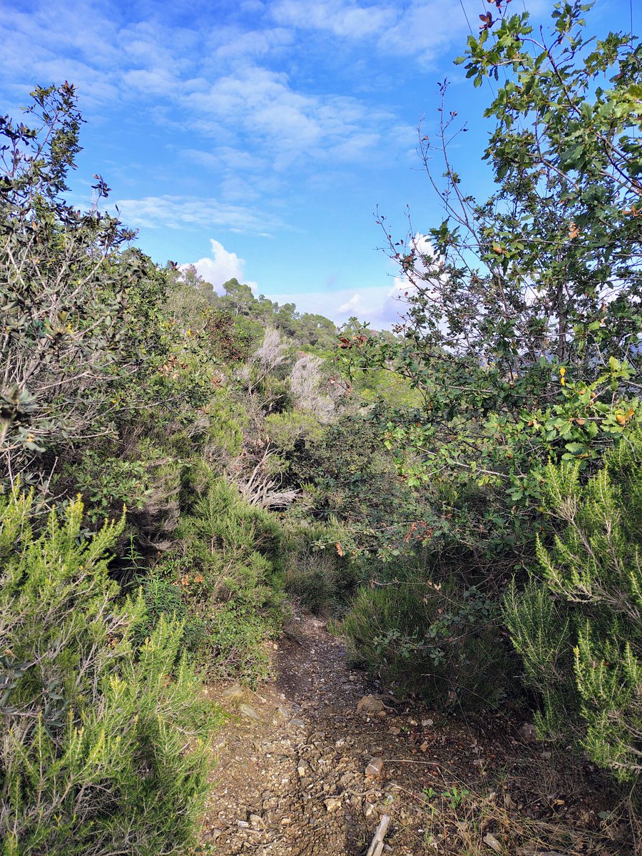 integradiv's tweet photo. Urban Forests field trip of #8MFW to Parque Natural de Collserola (IUCN PA VI) near #Barcelona thanks to @CREAF_ecologia with delicious paella 🥘 in a wonderful landscape. 
Thanks @JoanPino12 for organising. https://t.co/aSM474IaR2