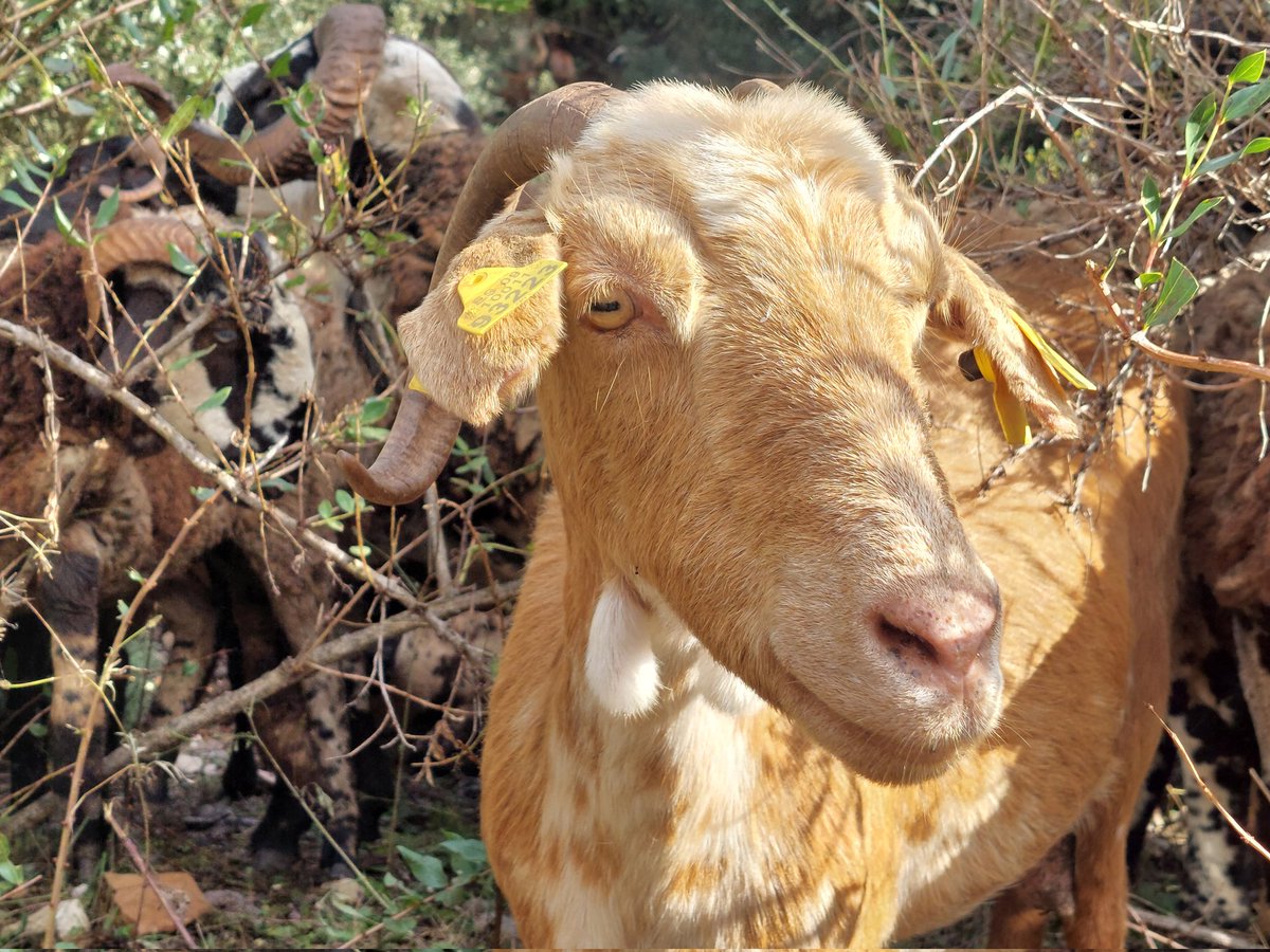 medforestweek's tweet photo. #Forest #fire prevention strategic zones are grazed by local shepherds to prevent future fuel accumulation. 🐏
🌳Matadepera local Forest Defence Association, with support from the local council & @gencat, in collaboration with #forest owners. @ctforestal #8MFW #MedForestWeek https://t.co/9qL5wDMNAf