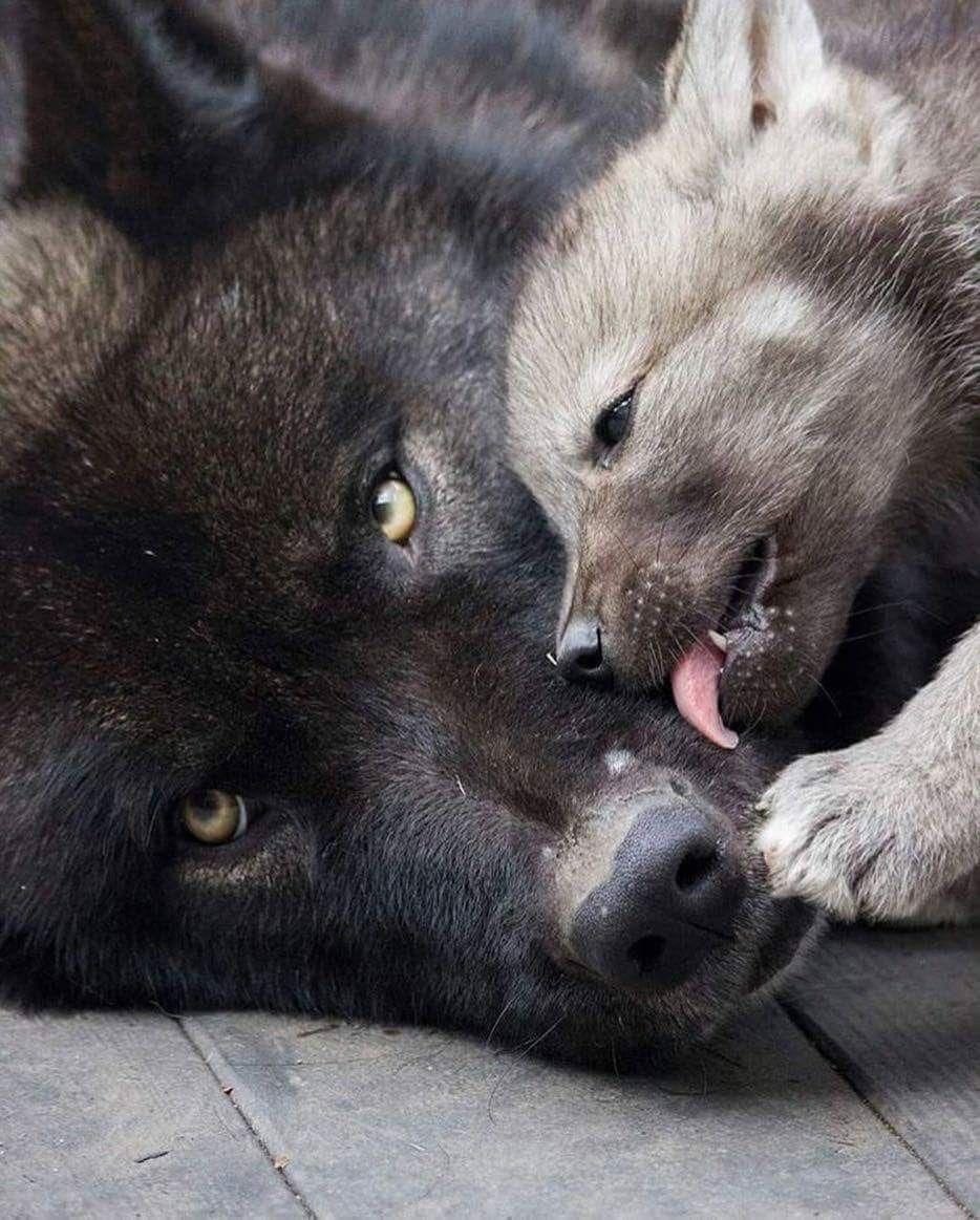 moonlitcarer's tweet image. Little pup waking up their wolf carer like this 

#sfwageregression