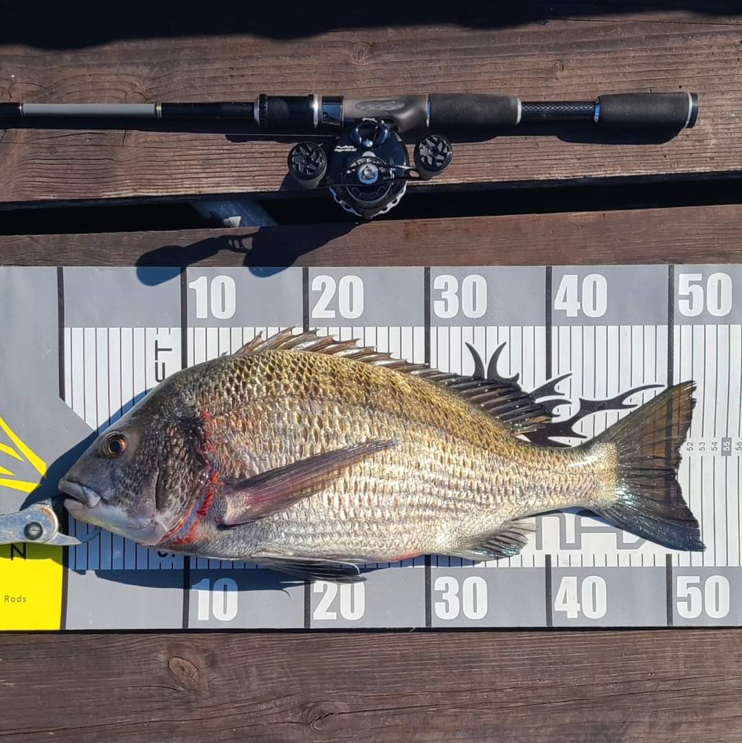 3回目の椿泊でやっと良いサイズ

ニューモデル
ARSR MAX G5

曲げて捕るやり取りが楽しい最高の仕上がり😁👍

※STAR CRAFTのPRを含みます
#NSR #STARCRAFT #ASRAMAX #ISSEN_by_NSR #かかり釣り #チヌ #クロダイ #筏釣 #黑鯛 #我愛筏釣 #釣魚 #黑沙 #TeamASRA #カキチヌ #かぶせ釣り