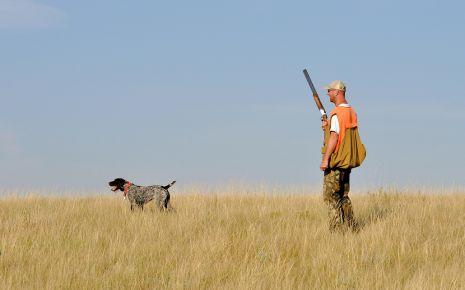 With the City of Faulkton having such high numbers, pheasant hunters average seven pheasants each during this season. Click the link to learn how. faulktonsd.com/faulkton/news/…