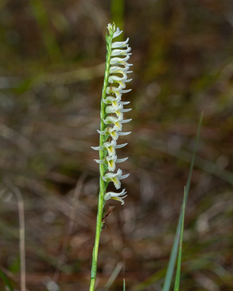 Last week, our Plant Ecology Lab found this orchid, the Long-lipped Ladies' Tresses (Spiranthes longilabris). Considered critically imperiled in some parts of it's range, The Jones Center at Ichauway is the only place in Georgia it has been documented in the last 25 years! 🌱😲