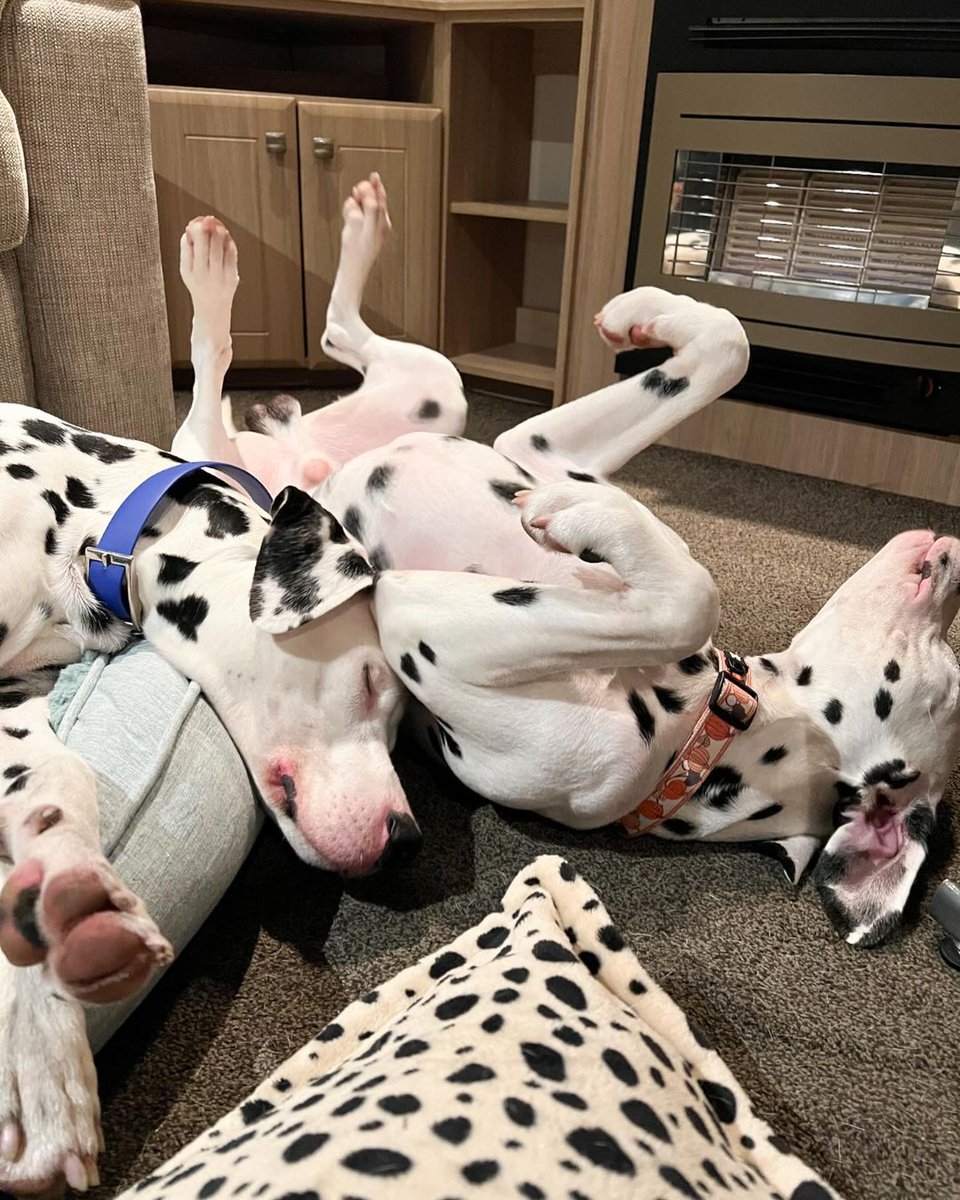 DalmatianThings's tweet photo. 𝕋𝕙𝕣𝕠𝕨𝕓𝕒𝕔𝕜 𝕥𝕠 𝕞𝕪 𝕗𝕚𝕣𝕤𝕥 𝕙𝕠𝕝𝕚𝕕𝕒𝕪 𝕥𝕠 𝔻𝕠𝕣𝕤𝕖𝕥
𝘞𝘦’𝘷𝘦 𝘯𝘦𝘷𝘦𝘳 𝘸𝘢𝘭𝘬𝘦𝘥 𝘴𝘰 𝘮𝘶𝘤𝘩 𝘪𝘯 𝘰𝘶𝘳 𝘭𝘪𝘷𝘦𝘴! 𝘊𝘢𝘯 𝘺𝘰𝘶 𝘵𝘦𝘭𝘭? 🤭
#tierd #sleepy #sleepydog #sleepydogs #tierddogsarehappydogs #happy #happydogs #dorset #dorsetcoast https://t.co/CoK0J0Zm3r