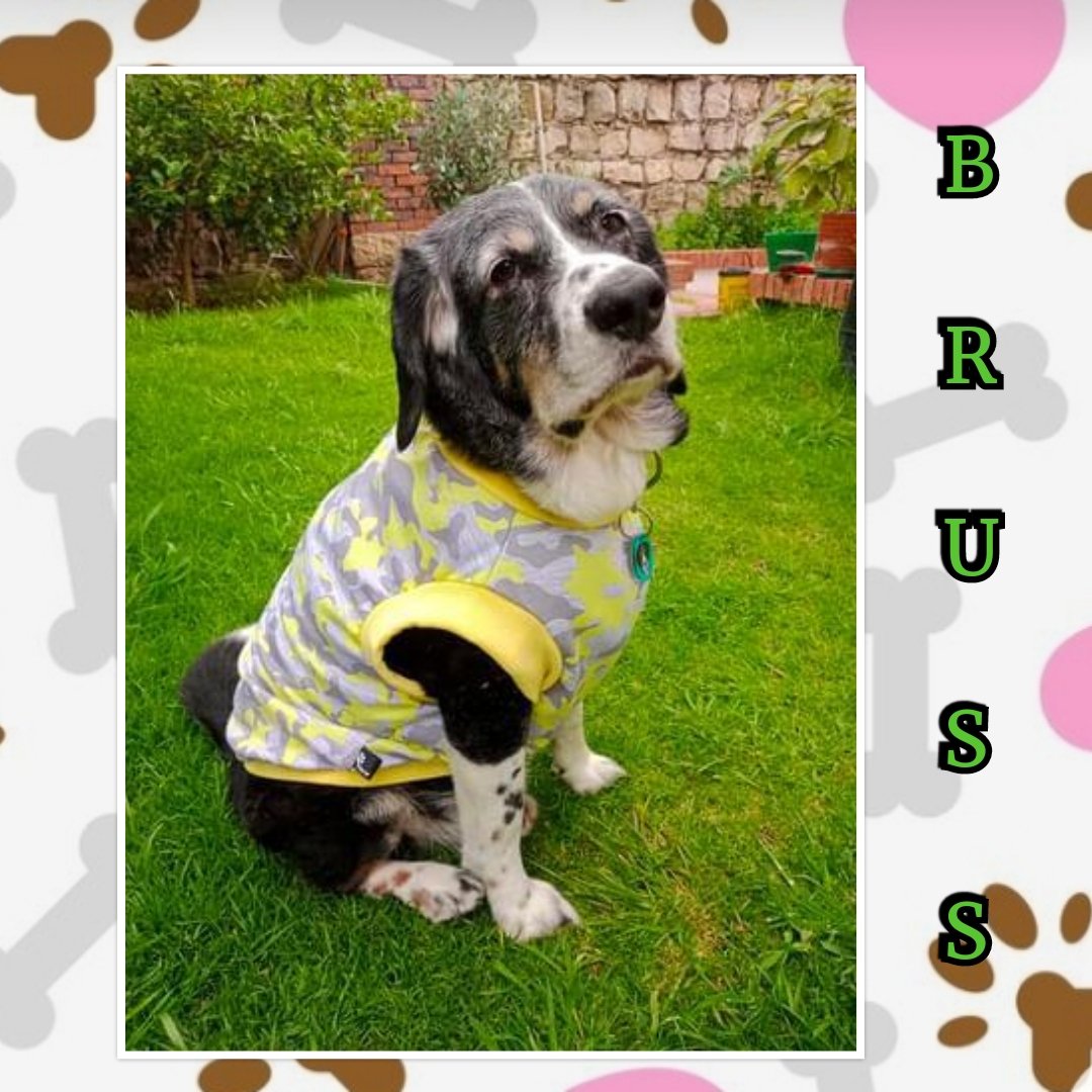 clarol2673's tweet photo. Hoy nuestro hermoso #Bruss amado en este #team modela su camiseta en franela suave y ligera. Y nos recuerda que " el que de amarillo viste... a su belleza se atiene" gracias ❤💋💋💋💋 te queremos infinitamente. https://t.co/AODmefZpoK