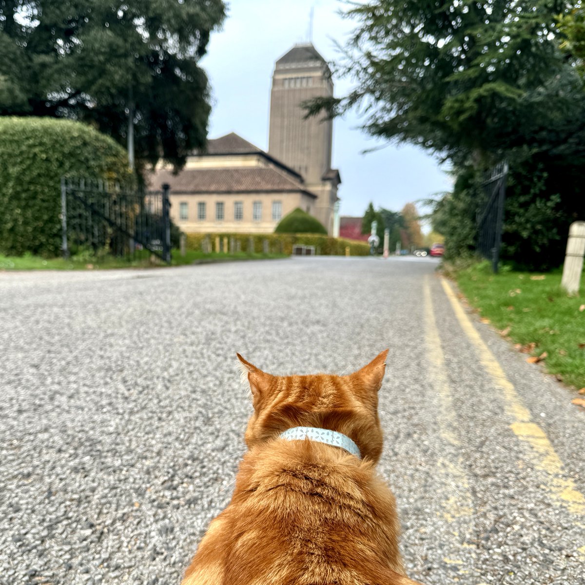 This is Odysseus (the cat). Only now do we realise that his epic journey led not, as Homer believed, to Ithaca — but to Cambridge University Library 📚🐈