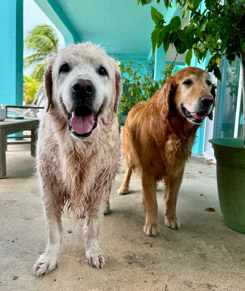 Two old boys enjoying  their post-swim morning
Deep breath in
Deep breath  out 
Follow their lead and find one tiny joy in your day today