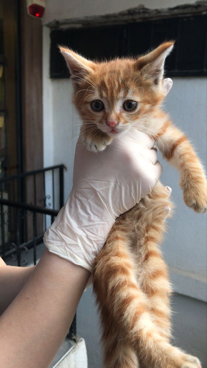 ACİL YUVA!
Bu minnağı Florya Doğa veteriner kliniğinin önüne bırakmışlar.3 aylık civarı sarman.Çok canayakın bir can.Yer tam cadde üstü heran ezilme tehlikesi var ona ömrünce bakıcak ailesinin bir bireyi yapacak yuva arıyoruz hayvandostları acil..!!
Hande:0535 418 12 47